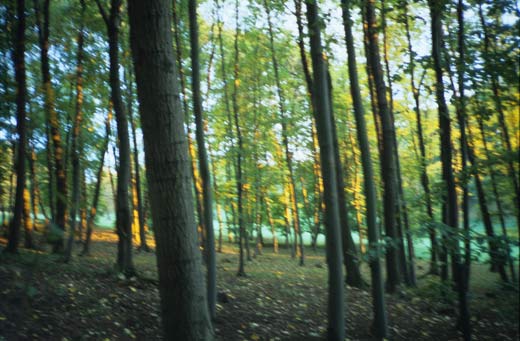 Thüringer Wald