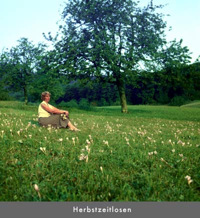 Hans Bunge: Blumen und Stilleben